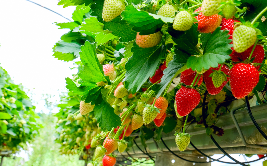 Supercharging Your Health: The Power of Antioxidants and Superfoods